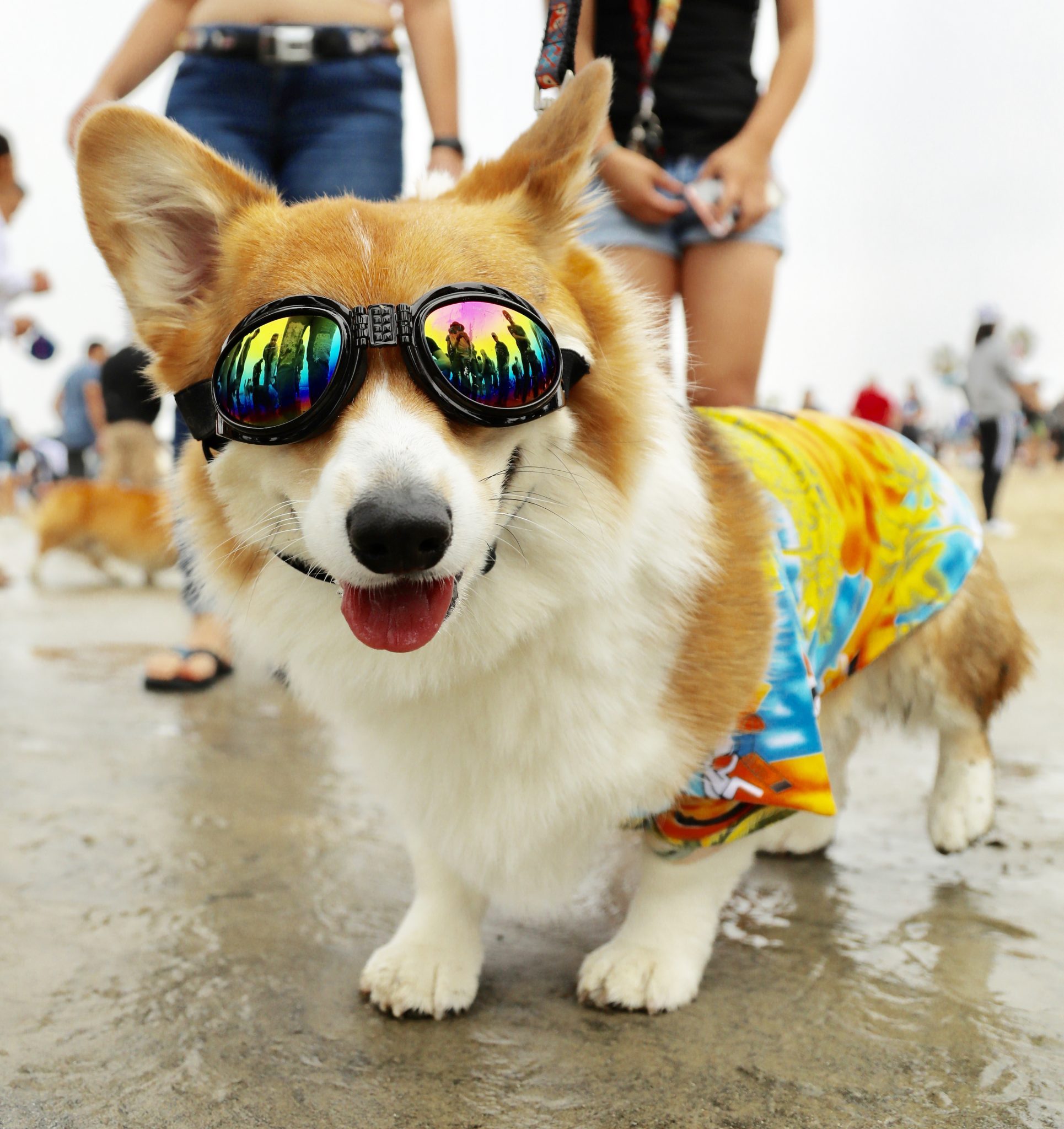 hawaiian corgi shirt